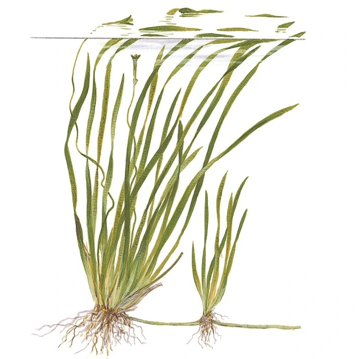 Tropica Akvarieplante i potte Vallisneria spiral (Tiger)